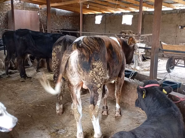 Dibi, Swiss cattle — Kirgistaan