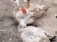 Ducks — عکس 1
