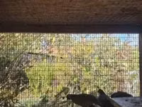 Quails — عکس 1