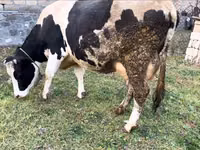 Αγελάδα, Russian Black pied cattle — φωτογραφία 4
