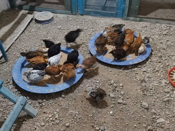 Chickens — Azerbejdżan