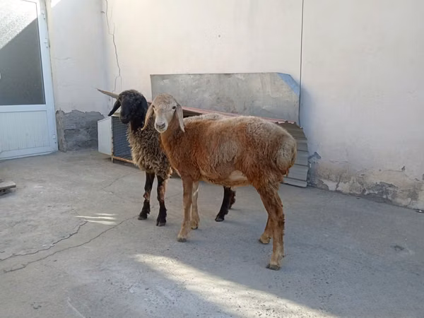 Sheep (batch, sex not specified), Sheep