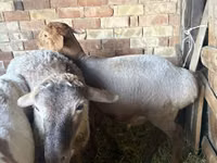 Sheep, Sheep — photo 1
