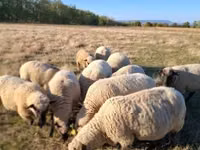 قوچ, Shroshire sheep — عکس 1