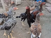 Chickens — φωτογραφία 8