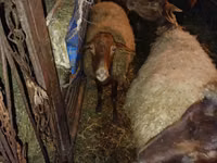 Kambing jantan, Sheep — foto 1