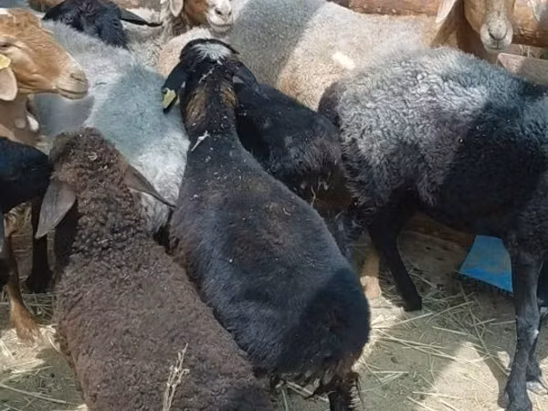 Ram, Sheep — Kazakhstan