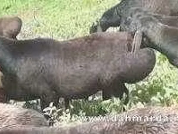 Ram, Sheep — Uzbekistan