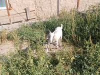 Billy Goat, Alpine goat — photo 3