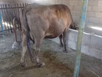 Гов, Swiss cattle — акс 1