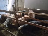 Biri-biri betina, Sheep — foto 3