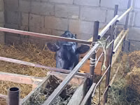گاو ماده, Swiss cattle — عکس 7