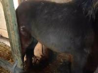 Kuda betina, Horse breed — foto 3
