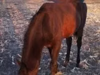 Mare, Hungarian horse breed — photo 4