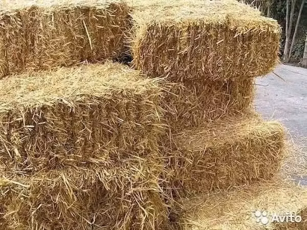 Продаю солому ячменную, тюки сухие, большие лежат под навесом
