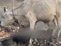 गाय, मवेशी — फ़ोटो 3