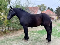 Kuda jantan, Lipizzaner — foto 2
