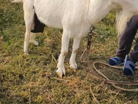 Capra, Capre — foto 1