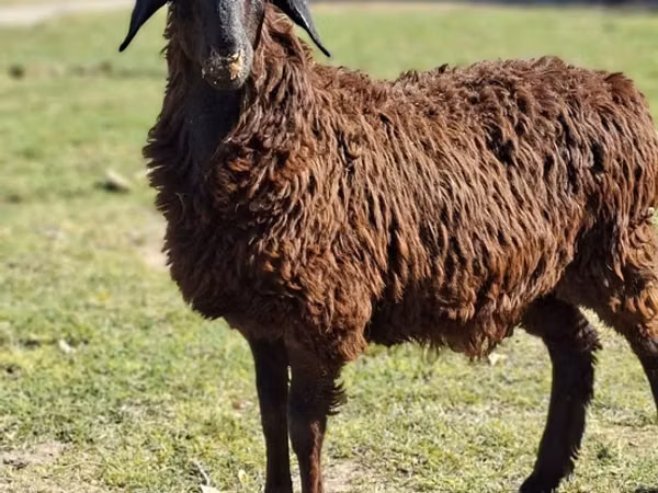 عنزة, الماعز