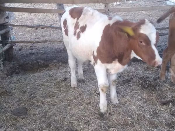 सांड, Simmental cattle — हंगरी