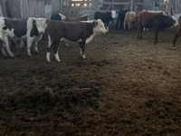 सांड, Simmental cattle — फ़ोटो 2