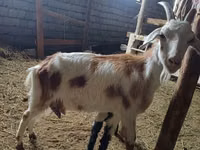 Kozel, Nubian Goat — foto 1