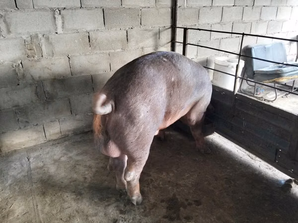 Boar,  — Moldova