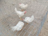Chickens — photo 2