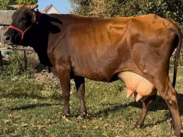 Vache, Latvian Blue cattle — Kazakhstan