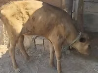 ላም, Latvian Blue cattle — ፎቶ 2