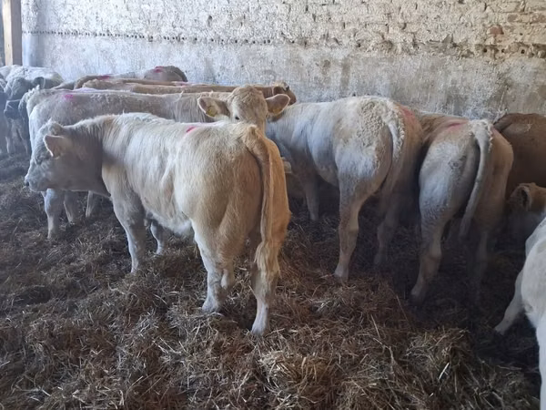 Bull, Charolais cattle