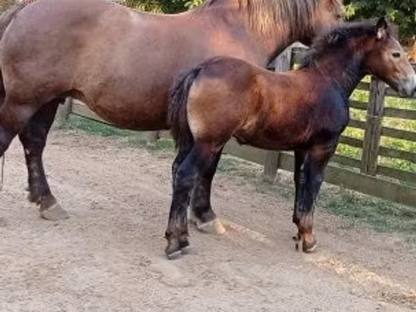 Mare, Horses — Hungary
