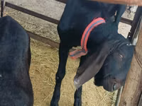 بز نر, Kamori goats — عکس 1