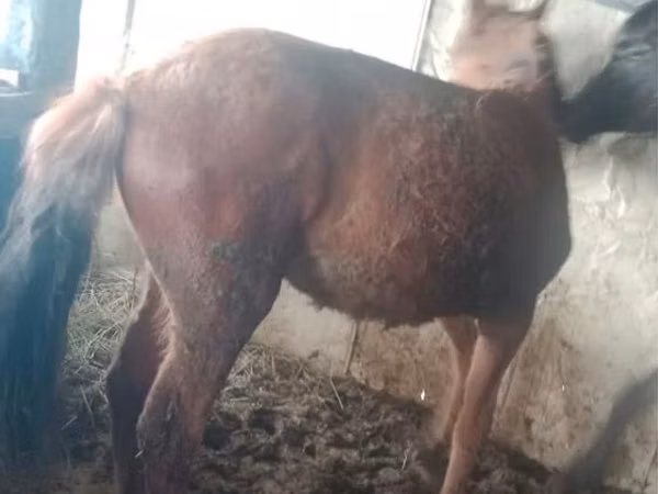 Horses (batch, sex not specified), Horses — Kazakhstan
