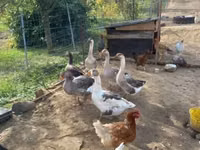 Chickens — عکس 8