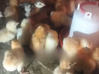 Chickens — sawirka 1