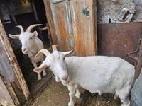 Goat, Saanen goat — photo 4
