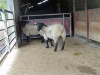 Модагӯсфанд, White Suffolk sheep — акс 3