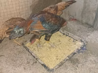 Chickens — foto 2