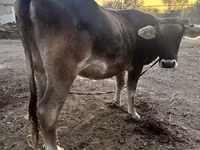 Cow, Alatau breed — photo 4