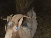 Kambing betina, Alpine goat — foto 7