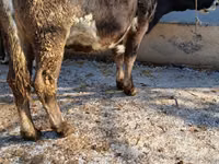 Cow, Alatau breed — photo 7