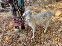Echki, Alpine goat — 3-rasm
