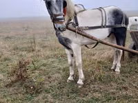 Kůň, Koně — foto 5