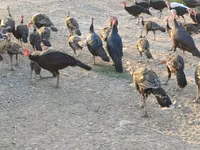 Turkeys — photo 2