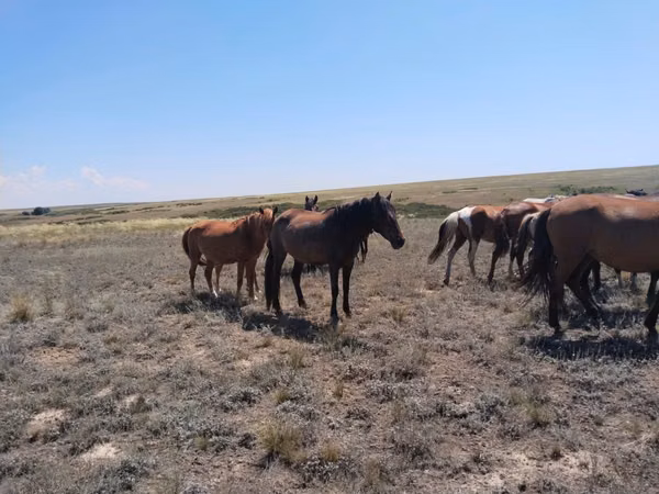 مادیان, Horse breed