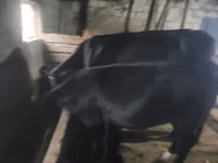 Cow, Cattle — photo 4