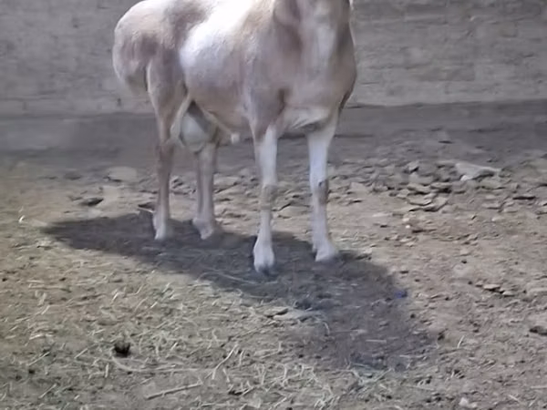 Kambing jantan, Sheep