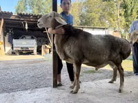 Ram, Arashan sheep — photo 2