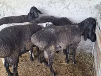 公羊, Blackheaded Persian sheep — 照片 1